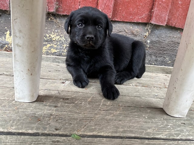 Labrador retriever · Lövestad · Sheep Trix
