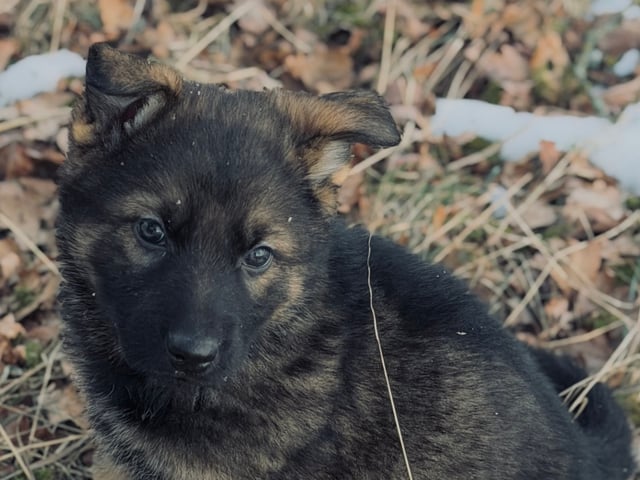 Schæferhund