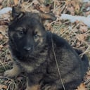Schäferhund