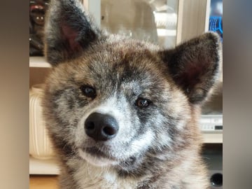 Krayon's kennel