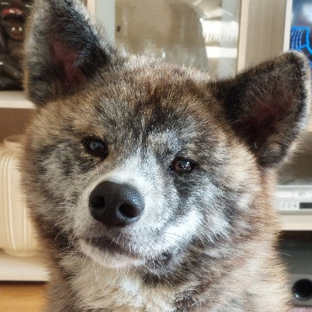 Krayon's kennel