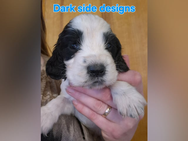 Engelsk springer spaniel