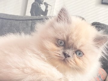 Ragdoll · Varberg · Abdulelah A.