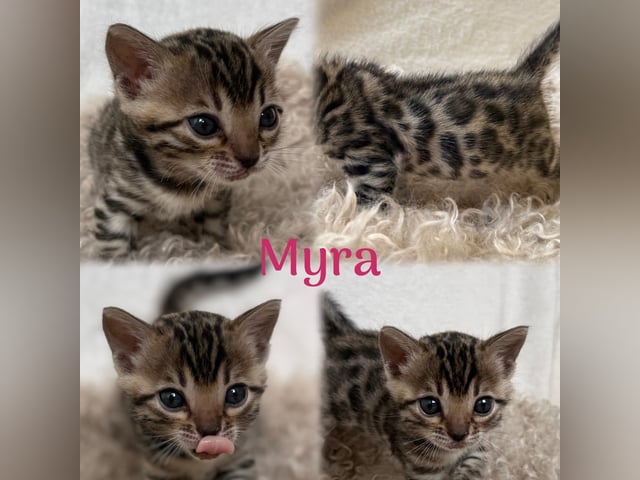 Bengal