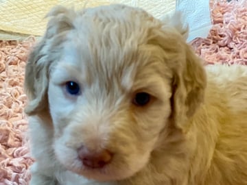Bernedoodle · Hallstahammar · Smillas doodlar