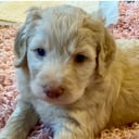 Bernedoodle