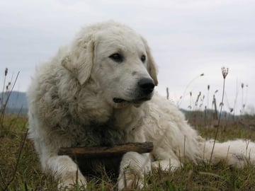 Kuvasz
