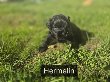 Hermelin