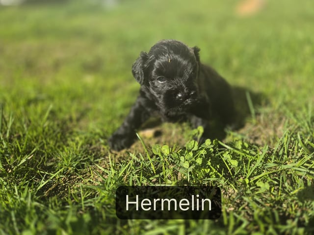 valp: Hermelin