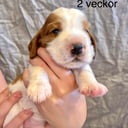 Welsh springer spaniel