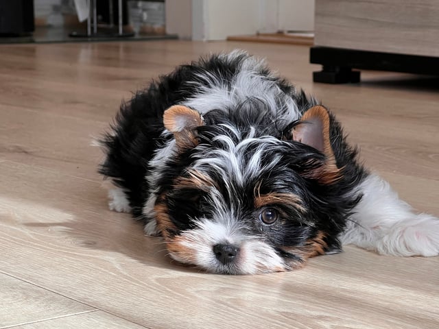 Biewer terrier