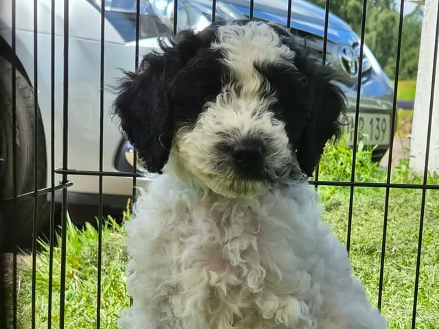 Cavapoo