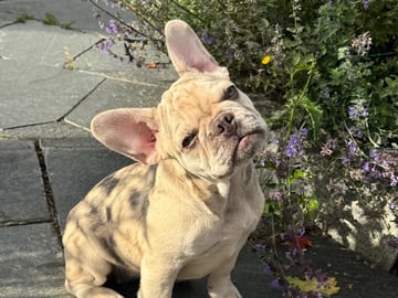 Fransk bulldog · Lilla Edet · Suzana K.