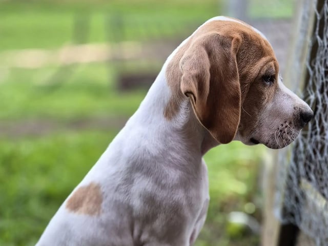 Pointer