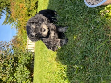 Dværgschnauzer · Snåsa · Kristoffer Okstad Fjerstad