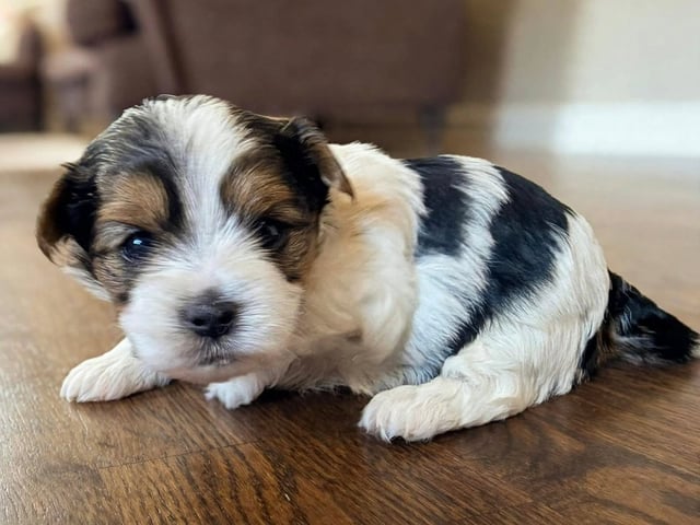 Biewer terrier