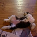 Spansk vannhund