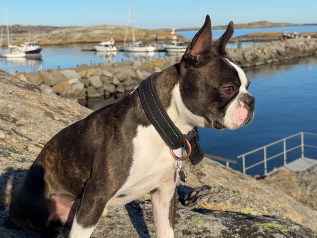 Boston terrier