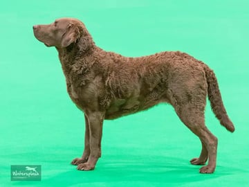 Chesapeake Bay retriever · Næroset · Aquamanda