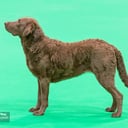 Chesapeake bay retriever