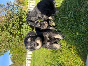 Dværgschnauzer · Snåsa · Kristoffer Okstad Fjerstad