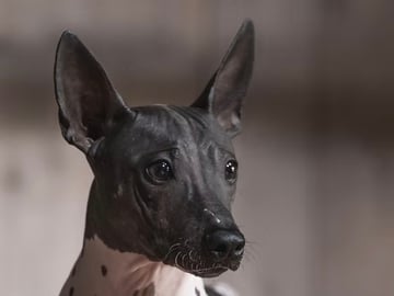 American Hairless Terrier · Nyråd · Christina Biskopstø