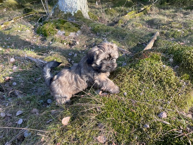Lhasa apso