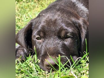 Ruhåret hønsehund · Tinglev · Kennel Schweisshunden