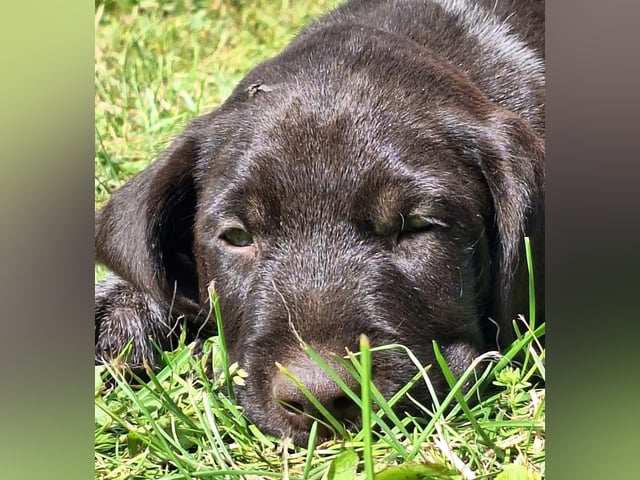 Ruhåret hønsehund · Tinglev · Kennel Schweisshunden