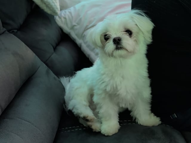 Far: Simba