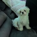 Far: Simba