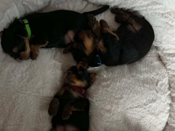 Yorkshire terrier · Brande · Elin N.