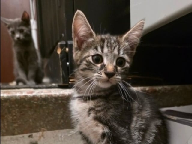 Killing: Fona