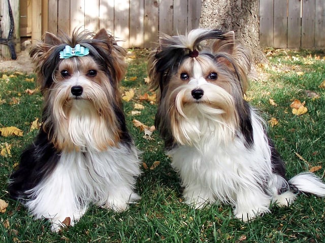 Biewer Terrier