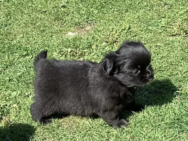 Tibetansk spaniel
