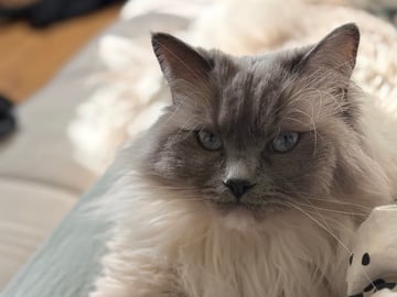 Ragdoll · Växjö · Sofia Å.