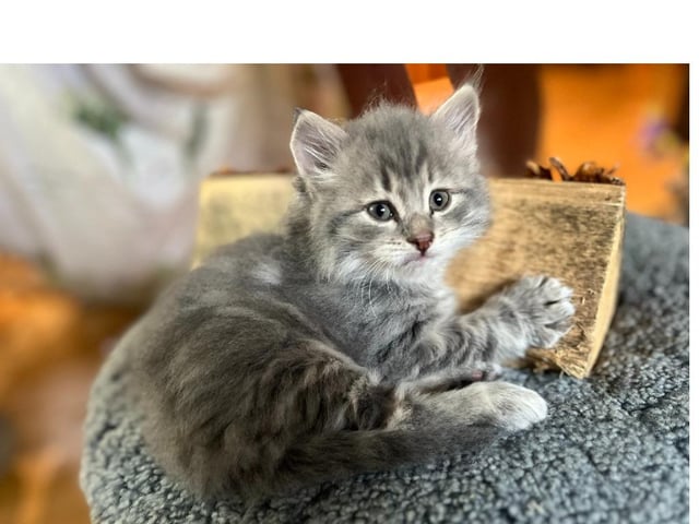 Sibirisk kat