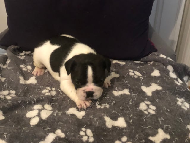 Fransk bulldog · Sollentuna · Maclaren