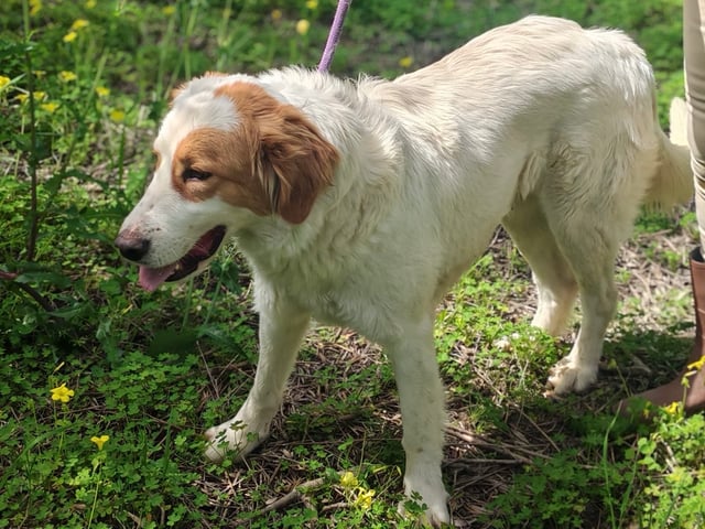 Maremma Abruzzese Sheepdog