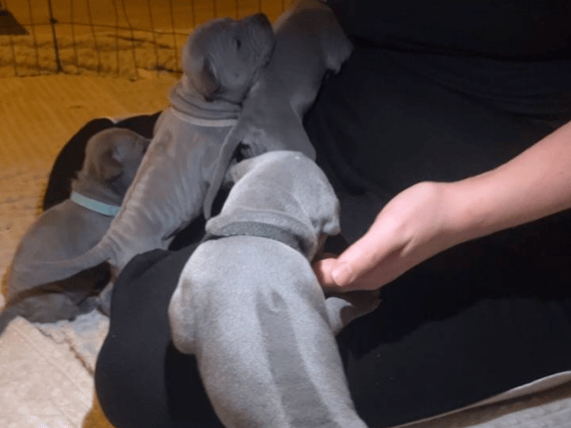 Thai ridgeback dog