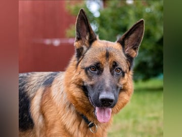 Schæferhund · Svedala · Åsa K.
