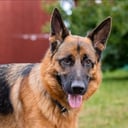 Tysk Schäferhund