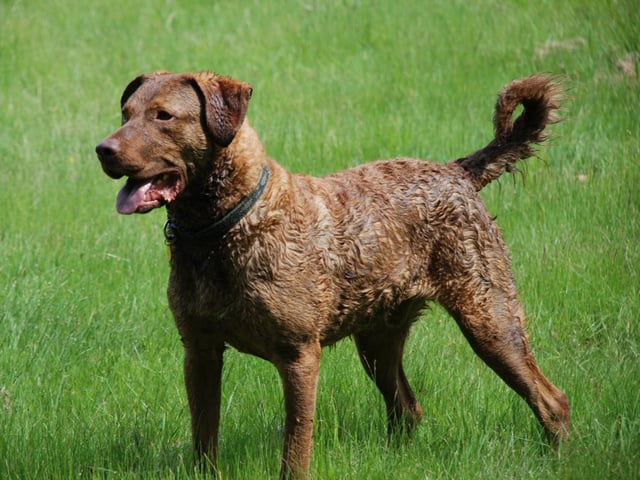 Chesapeake Bay retriever