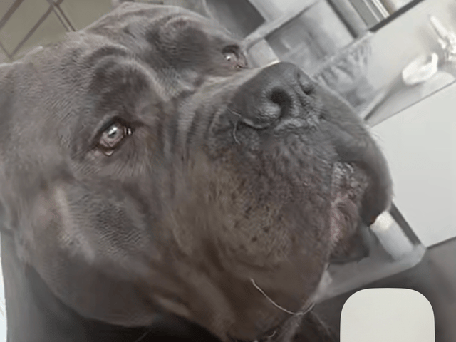 Cane Corso