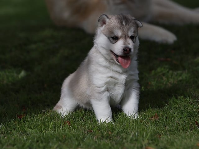 Siberian husky