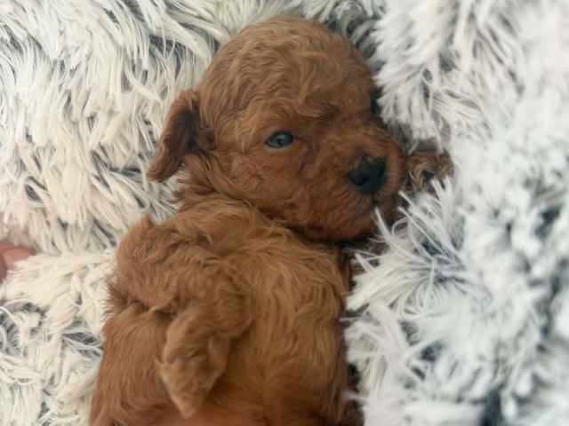 Toy puddel · Tumba · Samuel P.