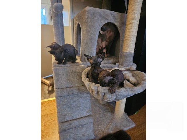 Sphynx
