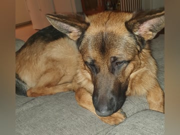 Schæferhund · Svedala · Åsa K.
