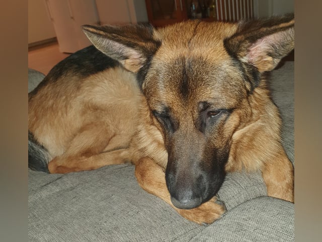 Schæferhund · Svedala · Åsa K.