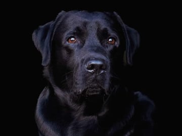 Pappa: Min Frände Sandor Clegane